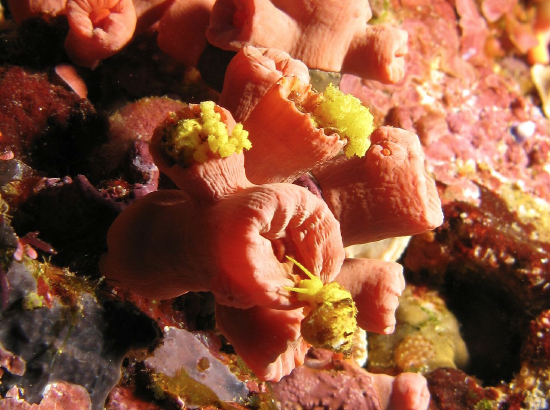  Epitonium billeeanum (Tubastrea Snail, Yellow Sea Snail)
